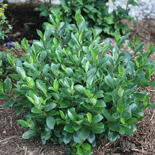 How to Grow Aronia (Chokeberry): A Comprehensive Planting & Care Guide
