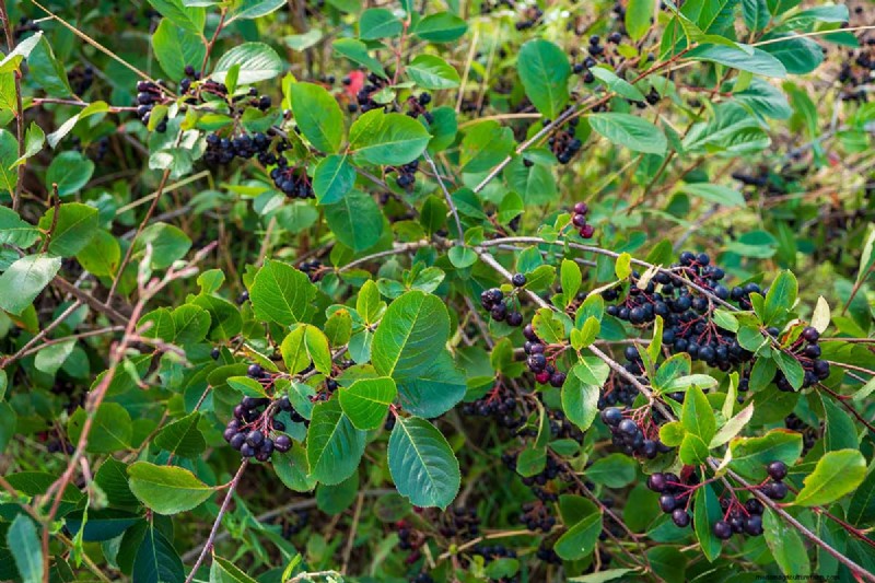 How to Grow Aronia (Chokeberry): A Comprehensive Planting & Care Guide