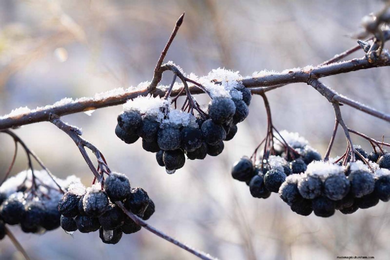 How to Grow Aronia (Chokeberry): A Comprehensive Planting & Care Guide