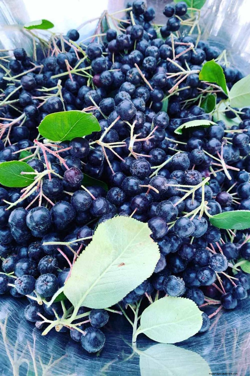 How to Grow Aronia (Chokeberry): A Comprehensive Planting & Care Guide