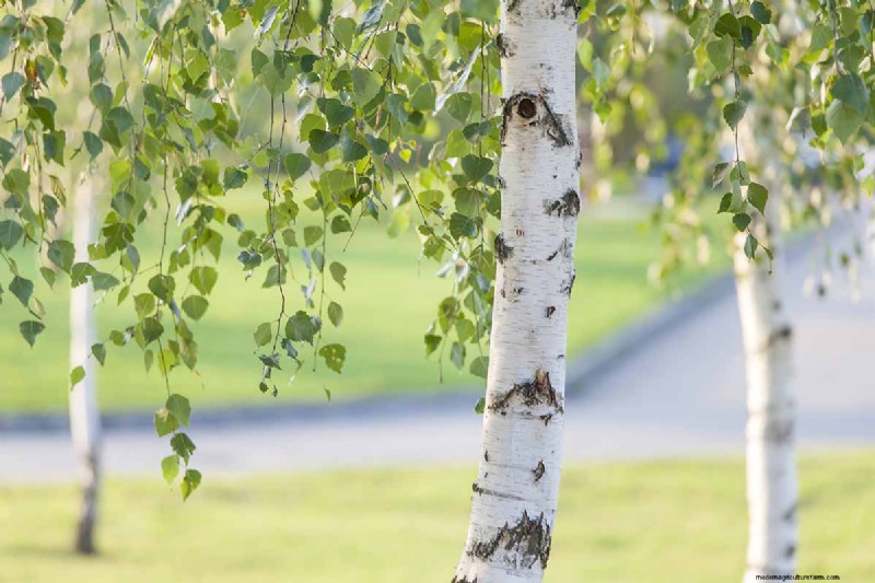 Expert Guide to Growing and Caring for Birch Trees