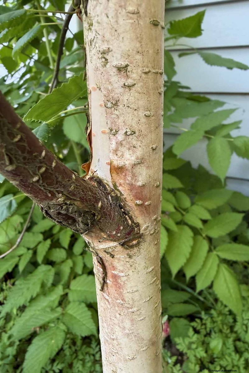 Expert Guide to Growing and Caring for Birch Trees