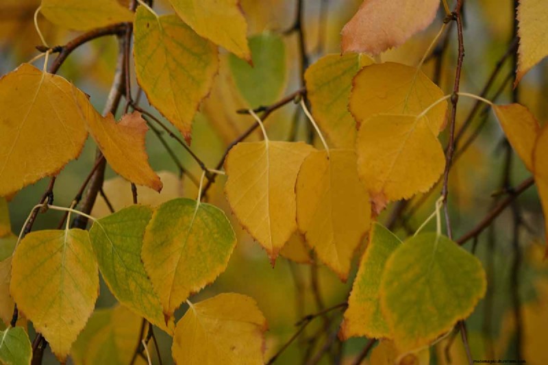 Expert Guide to Growing and Caring for Birch Trees