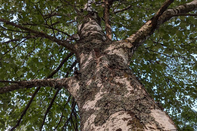 Expert Guide to Growing and Caring for Birch Trees