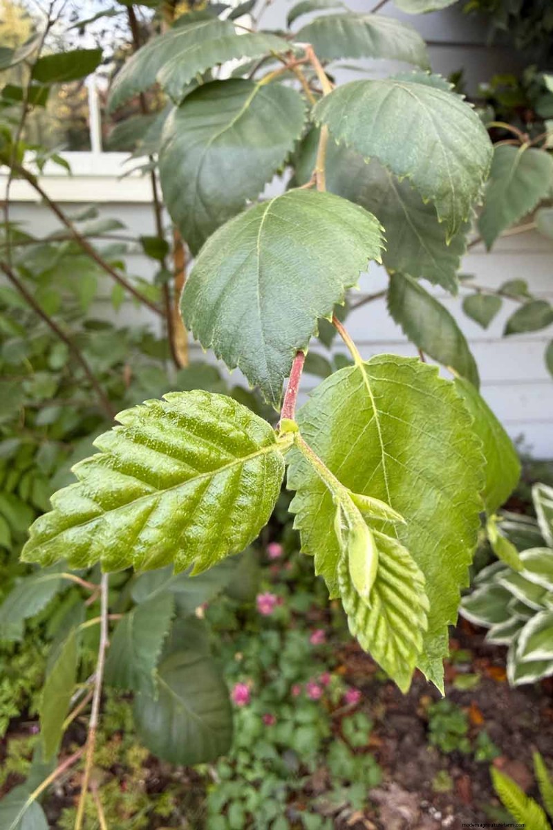 Expert Guide to Growing and Caring for Birch Trees
