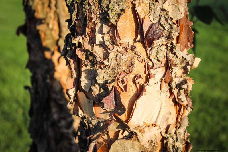 Expert Guide to Growing and Caring for Birch Trees