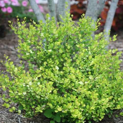 Expert Guide to Growing and Caring for Birch Trees