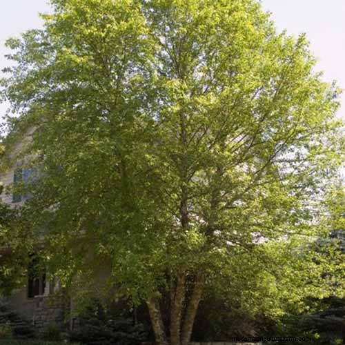 Expert Guide to Growing and Caring for Birch Trees