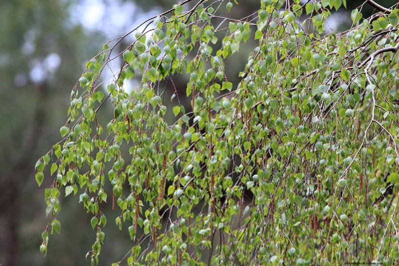 Expert Guide to Growing and Caring for Birch Trees