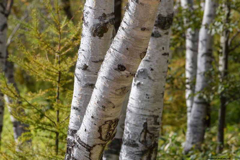 Expert Guide to Growing and Caring for Birch Trees