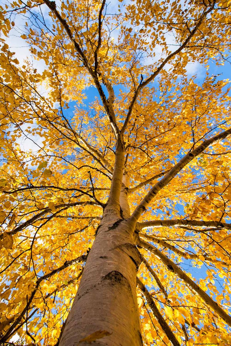 Expert Guide to Growing and Caring for Birch Trees