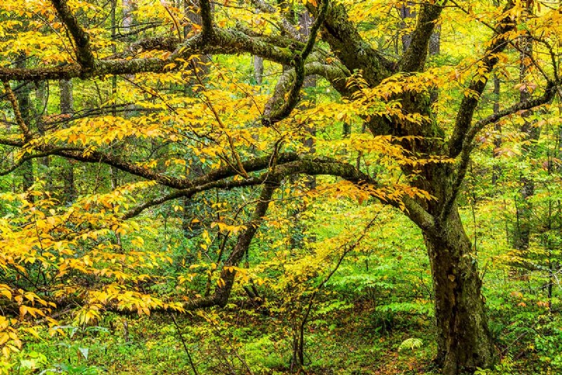 Expert Guide to Growing and Caring for Birch Trees
