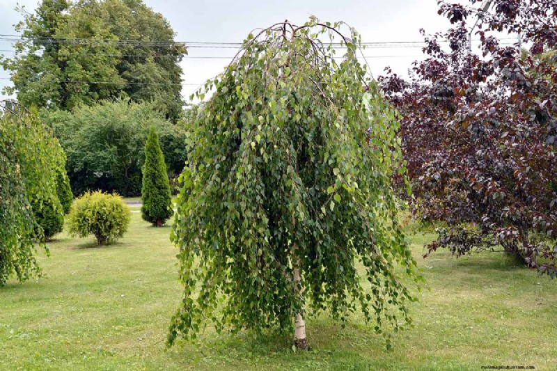 Expert Guide to Growing and Caring for Birch Trees