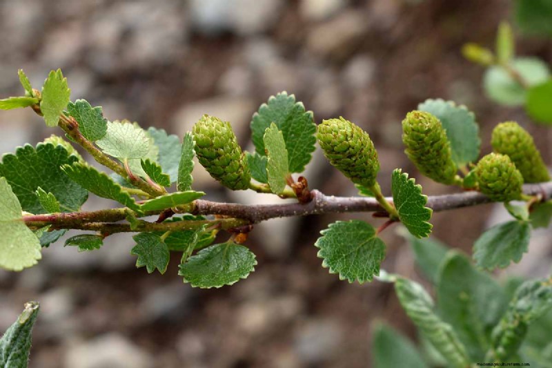 Expert Guide to Growing and Caring for Birch Trees