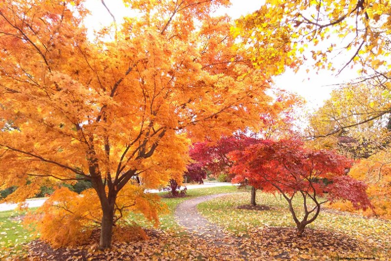 21 Stunning Trees for Vibrant Yellow Fall Foliage