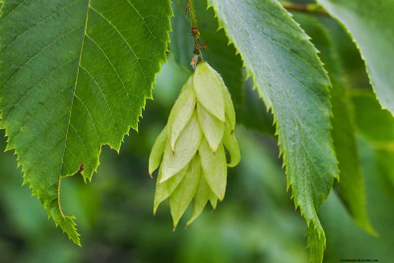 21 Stunning Trees for Vibrant Yellow Fall Foliage