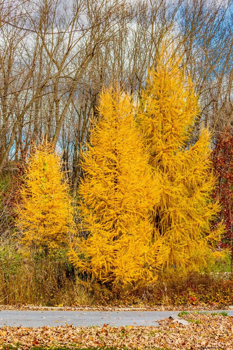 21 Stunning Trees for Vibrant Yellow Fall Foliage