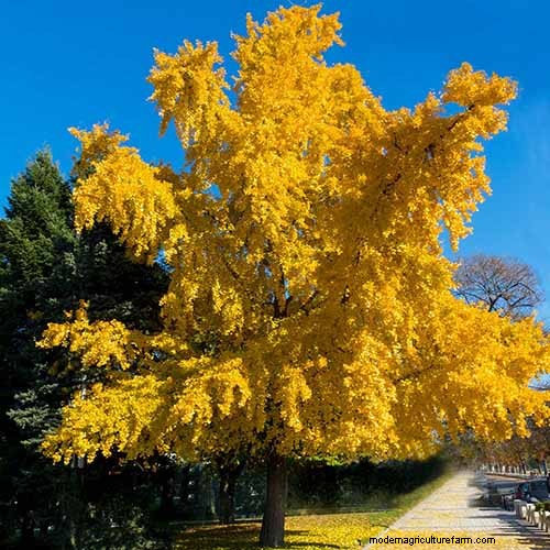21 Stunning Trees for Vibrant Yellow Fall Foliage