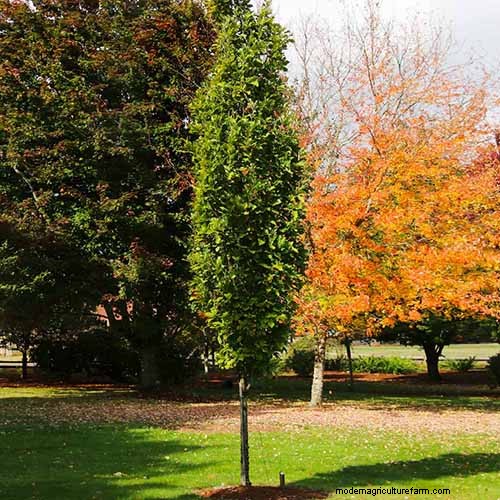 21 Stunning Trees for Vibrant Yellow Fall Foliage