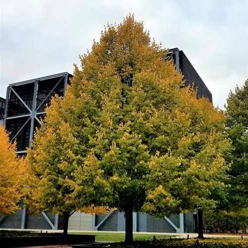 21 Stunning Trees for Vibrant Yellow Fall Foliage
