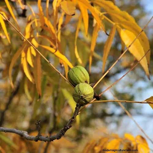 21 Stunning Trees for Vibrant Yellow Fall Foliage