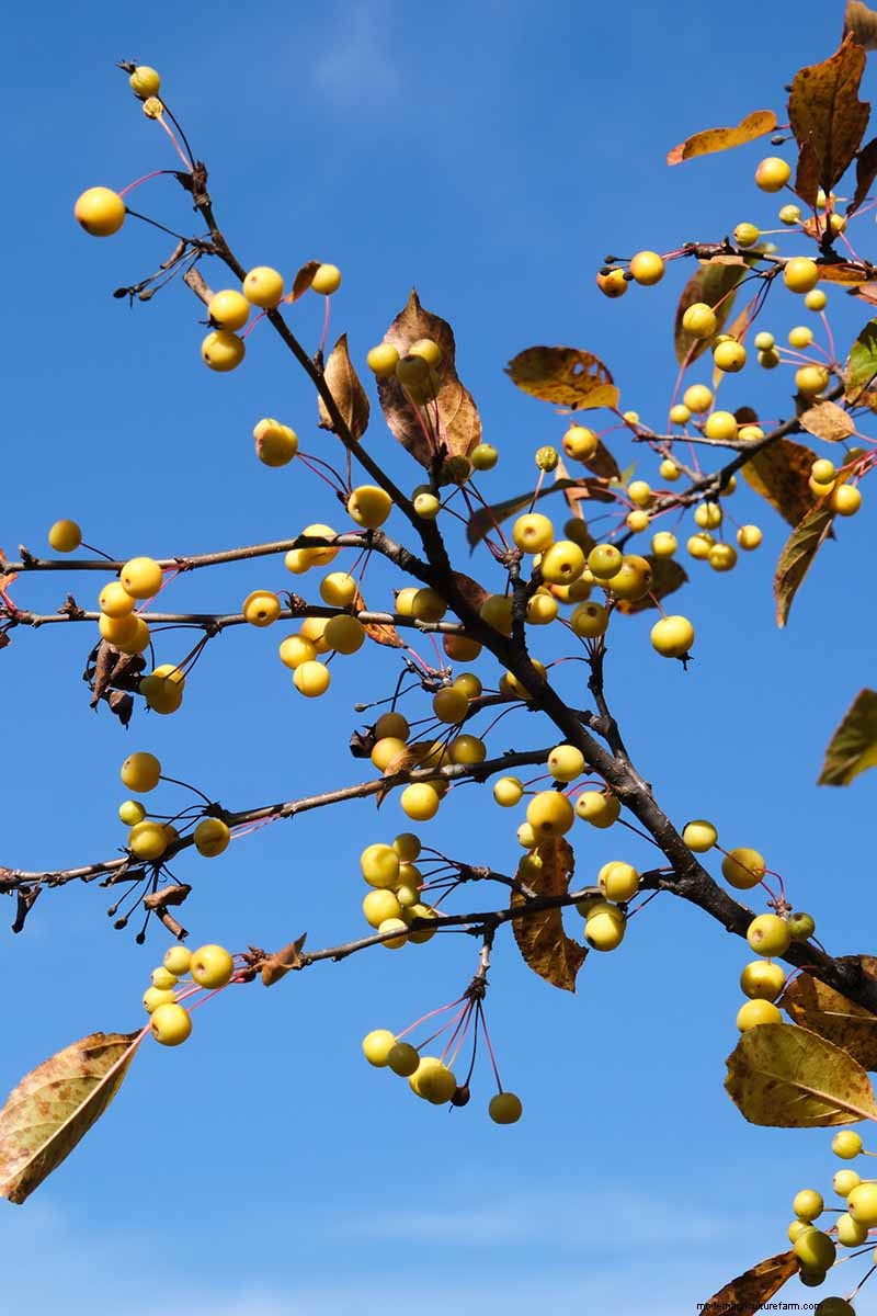 21 Stunning Trees for Vibrant Yellow Fall Foliage
