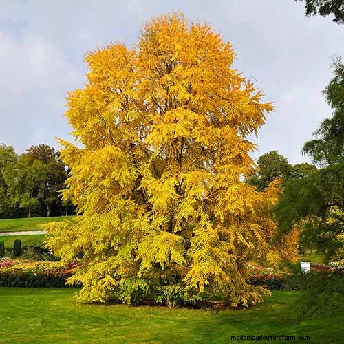21 Stunning Trees for Vibrant Yellow Fall Foliage