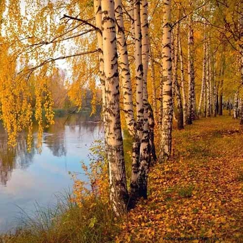 21 Stunning Trees for Vibrant Yellow Fall Foliage