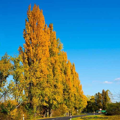 21 Stunning Trees for Vibrant Yellow Fall Foliage