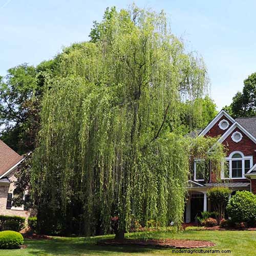 21 Stunning Trees for Vibrant Yellow Fall Foliage