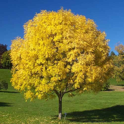 21 Stunning Trees for Vibrant Yellow Fall Foliage