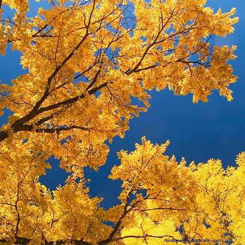 21 Stunning Trees for Vibrant Yellow Fall Foliage