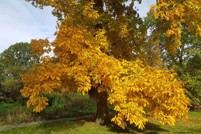 21 Stunning Trees for Vibrant Yellow Fall Foliage