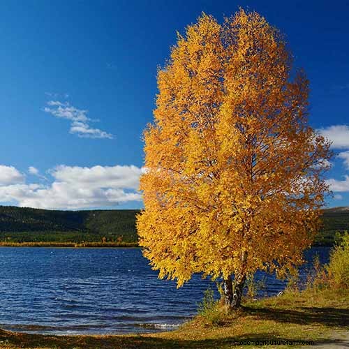 21 Stunning Trees for Vibrant Yellow Fall Foliage