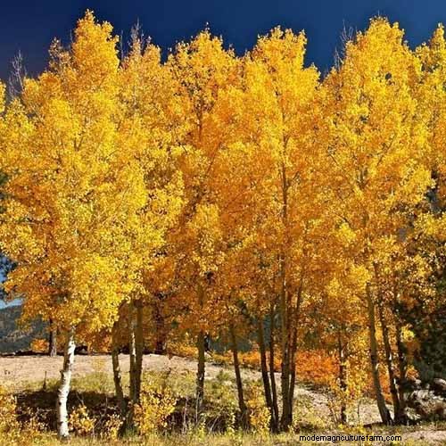 21 Stunning Trees for Vibrant Yellow Fall Foliage