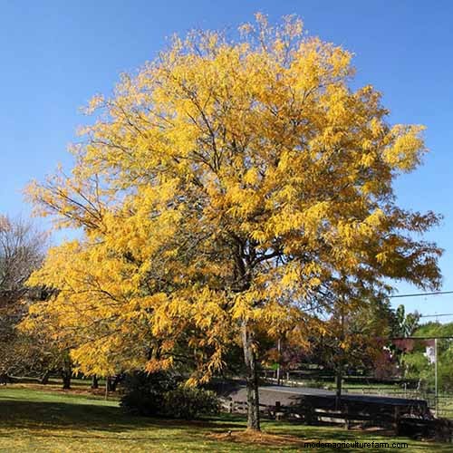 21 Stunning Trees for Vibrant Yellow Fall Foliage