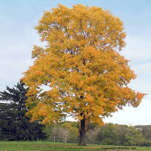 21 Stunning Trees for Vibrant Yellow Fall Foliage