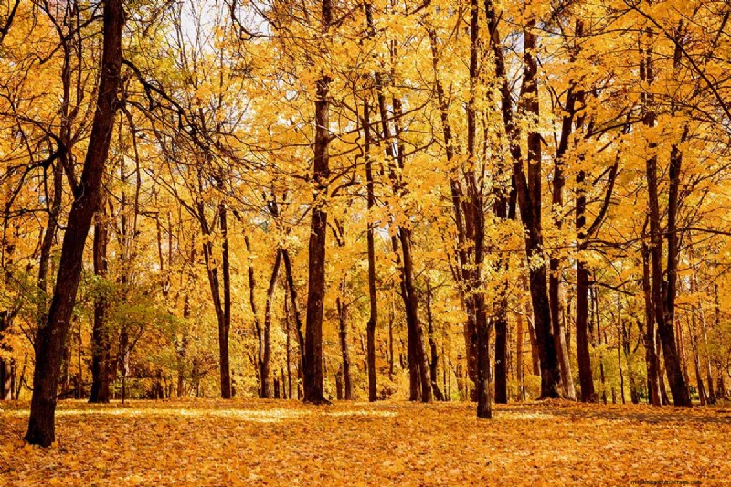21 Stunning Trees for Vibrant Yellow Fall Foliage