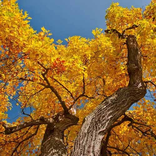 21 Stunning Trees for Vibrant Yellow Fall Foliage