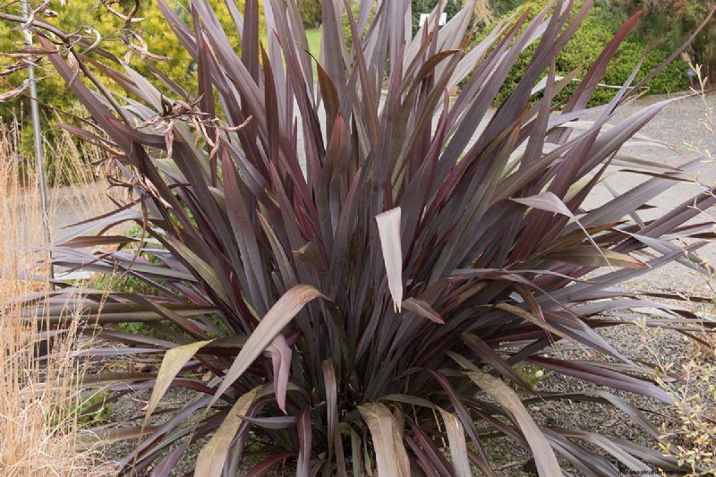 Master the Art of Growing and Caring for New Zealand Flax (Phormium)