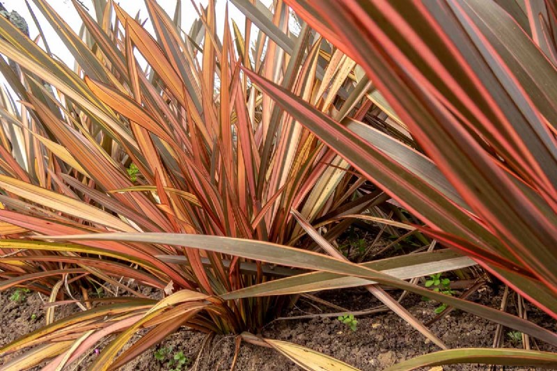 Master the Art of Growing and Caring for New Zealand Flax (Phormium)