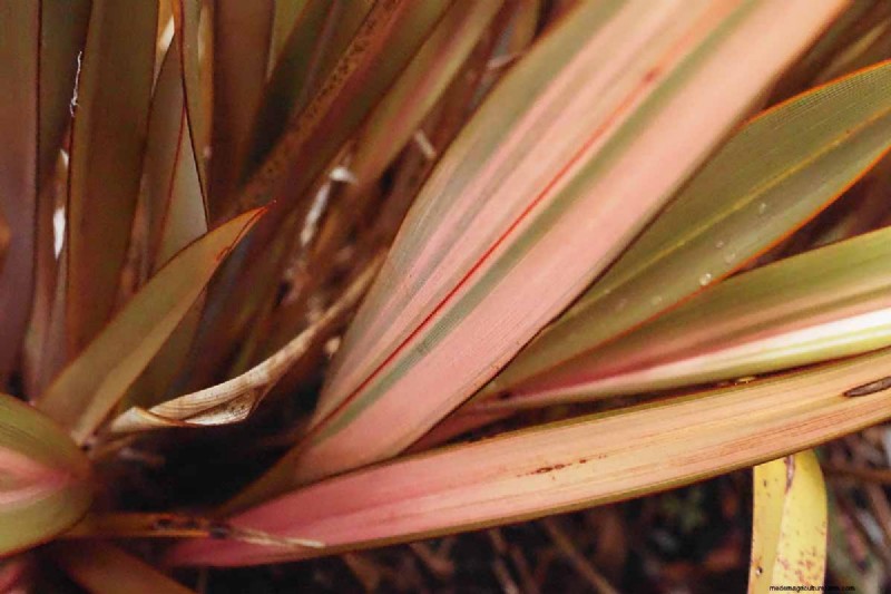 Master the Art of Growing and Caring for New Zealand Flax (Phormium)