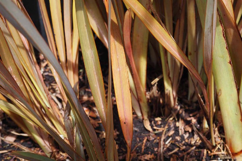Master the Art of Growing and Caring for New Zealand Flax (Phormium)