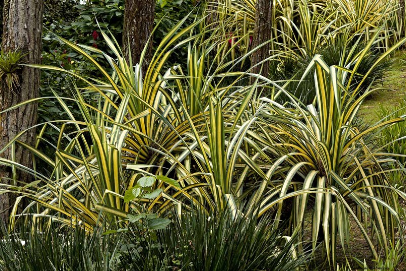Master the Art of Growing and Caring for New Zealand Flax (Phormium)