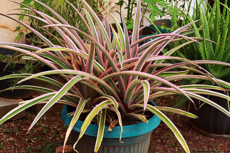 Master the Art of Growing and Caring for New Zealand Flax (Phormium)