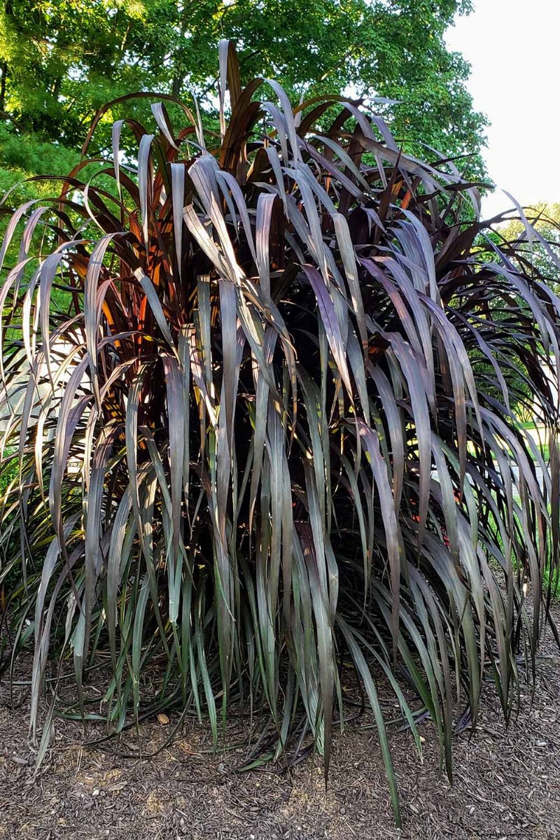 Master the Art of Growing and Caring for New Zealand Flax (Phormium)