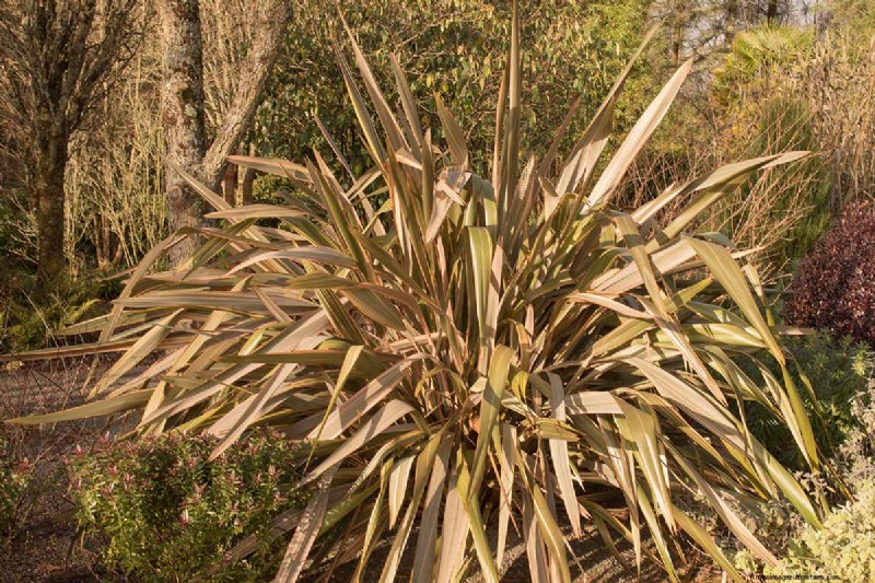 Master the Art of Growing and Caring for New Zealand Flax (Phormium)