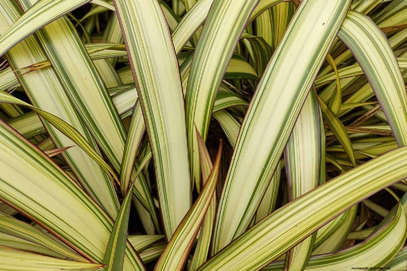 Master the Art of Growing and Caring for New Zealand Flax (Phormium)