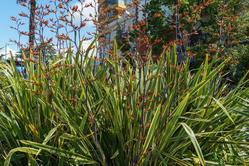 Master the Art of Growing and Caring for New Zealand Flax (Phormium)
