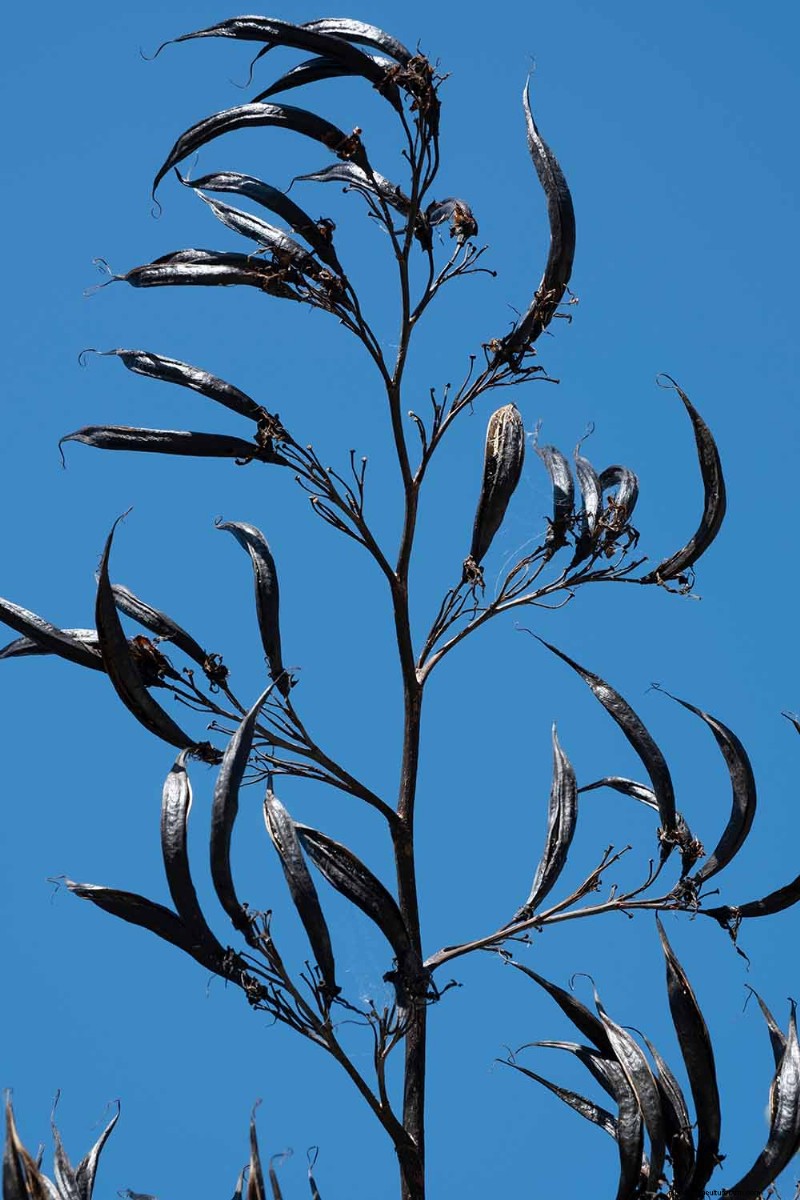 Master the Art of Growing and Caring for New Zealand Flax (Phormium)
